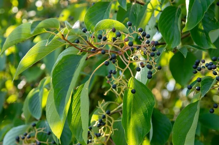 Фото из открытых источников. Cornus Controvers 