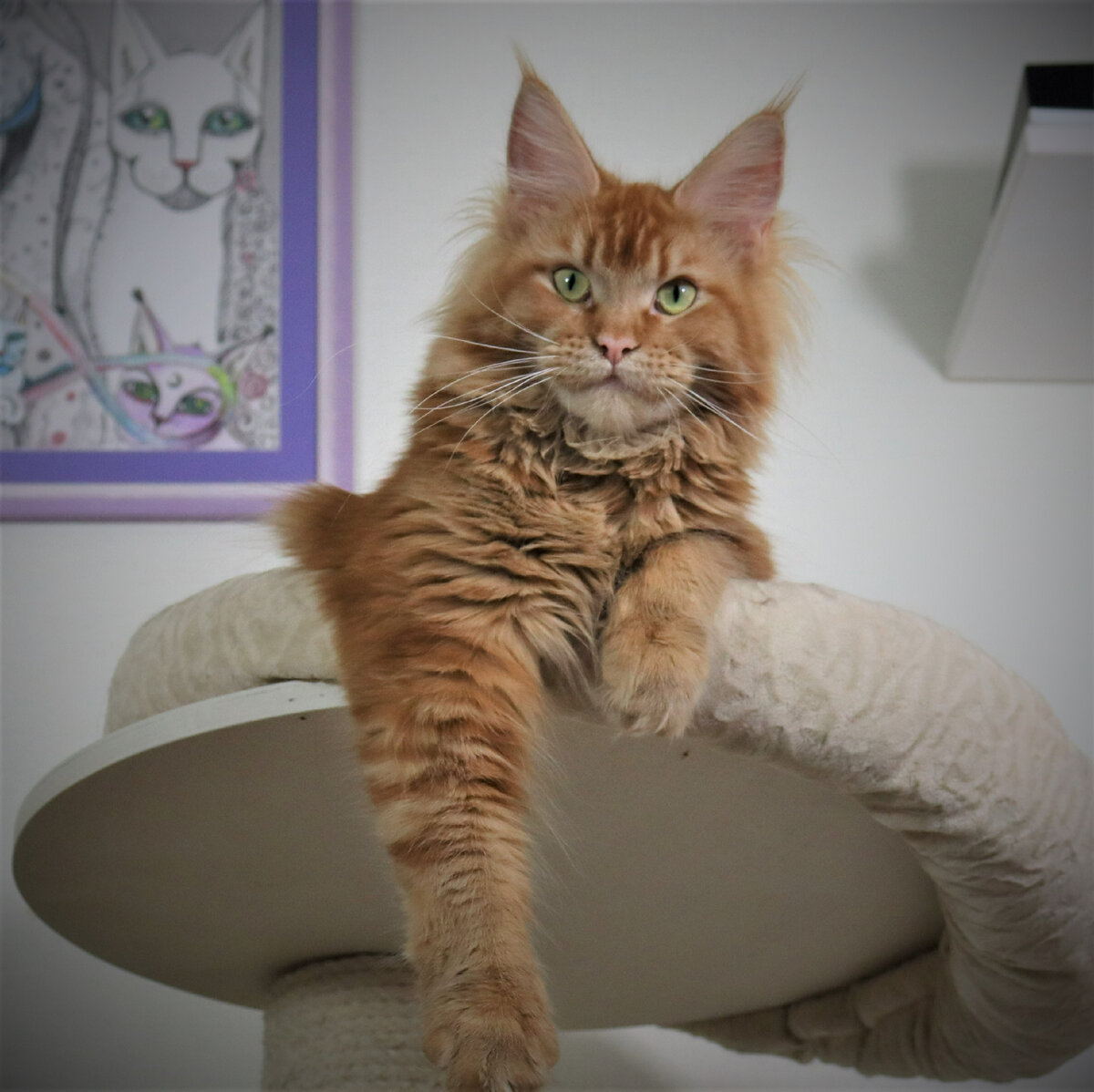 Фото из личного архива. Кошка моего питомника.