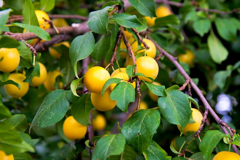 Алыча Злато Скифов