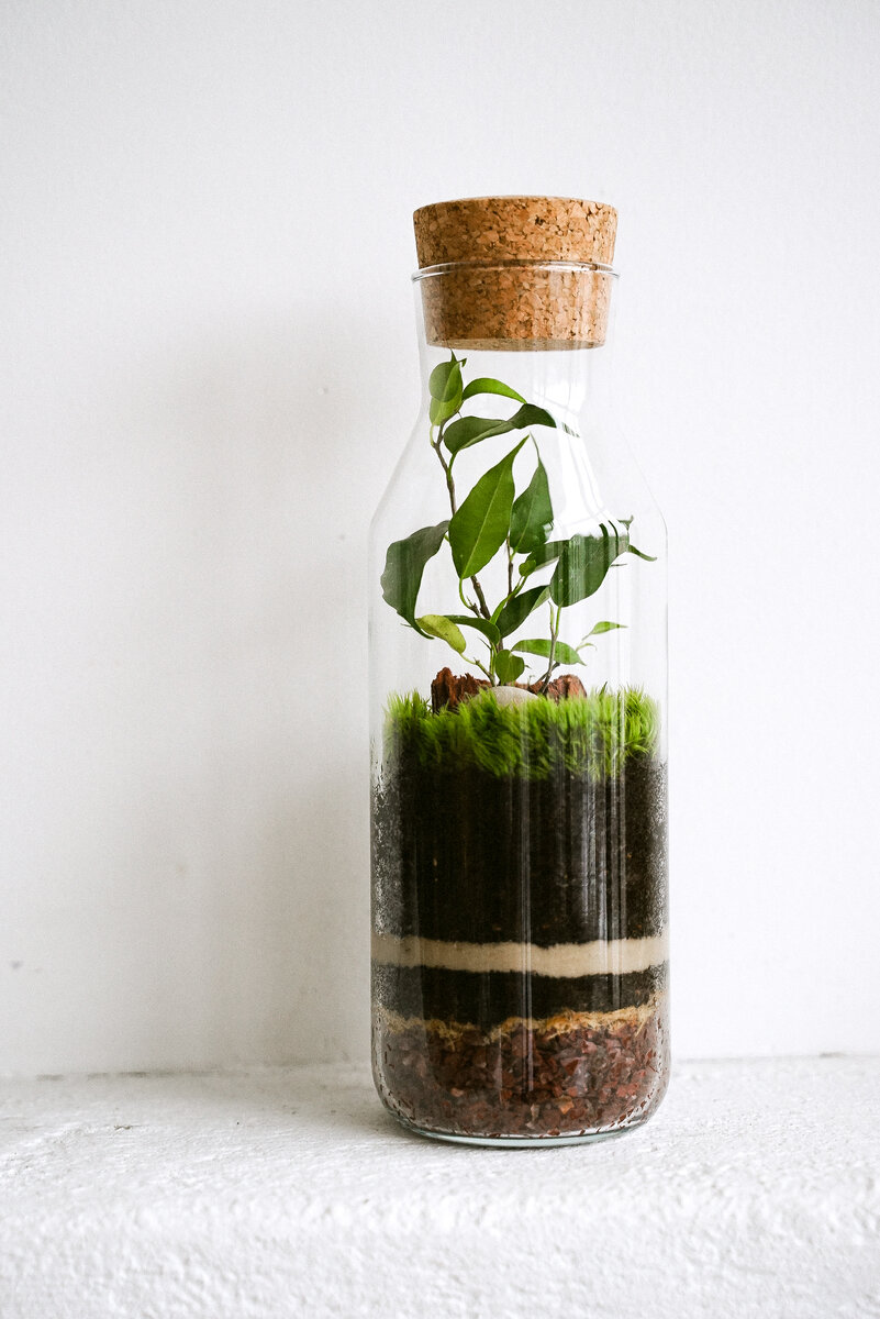 "Фикус Бенджамина" из коллекции экосистем в бутылке