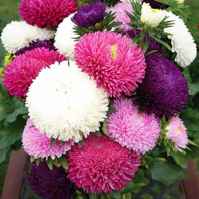 букет из густомахровых астр