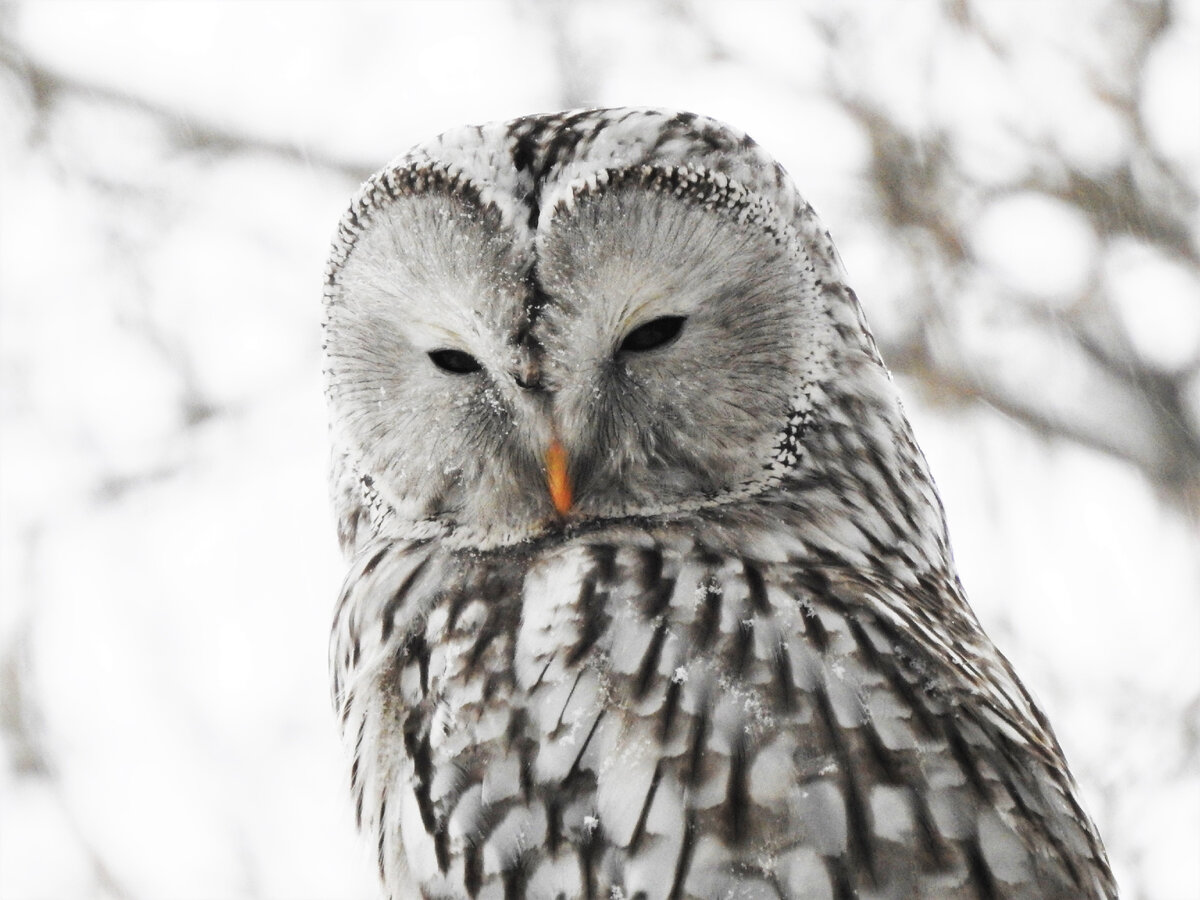 Длиннохвостая неясыть - Strix uralensis - Ural Owl, 3 января 2022 года, фото автора