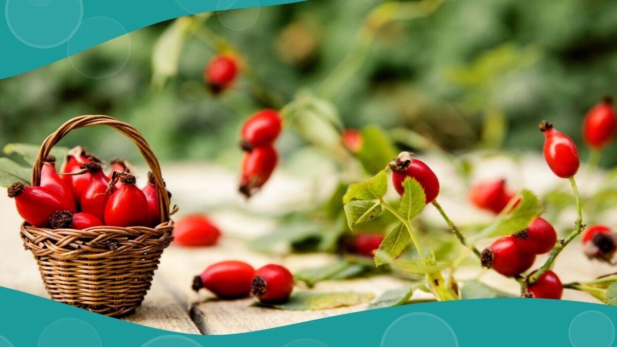 Важно знать, что всего лишь в 15 ягодках шиповника содержится суточная норма витамина С.