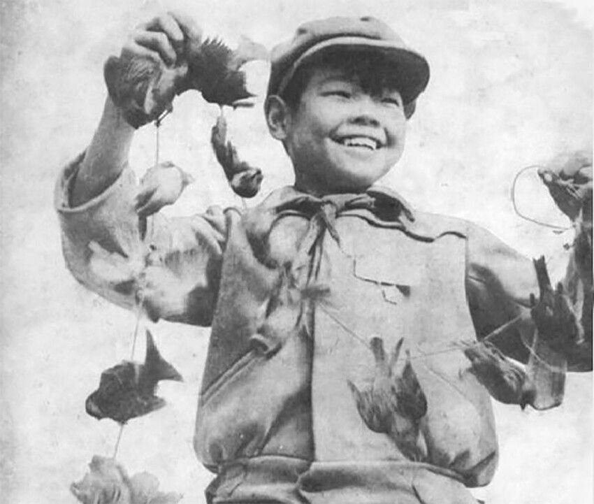 Ca parte a programului „Marele Salt înainte”, următorul congres al Partidului Comunist Chinez din iarna lui 1957 a prezentat o propunere de lansare a unei campanii pe scară largă de exterminare a vrăbiilor.-4