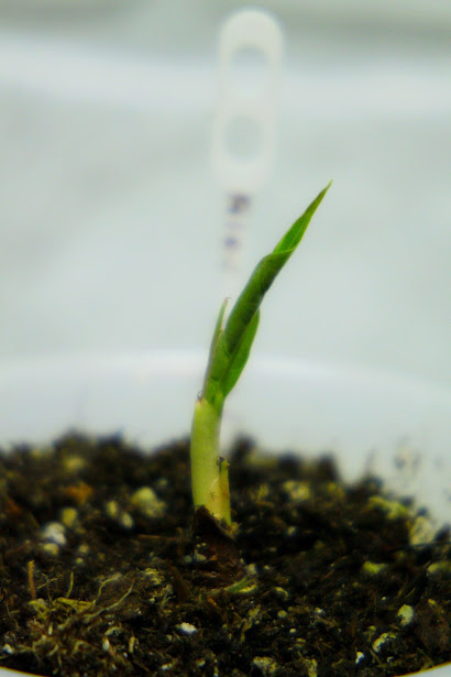 Коллекция и фото автора Masteritayaplants