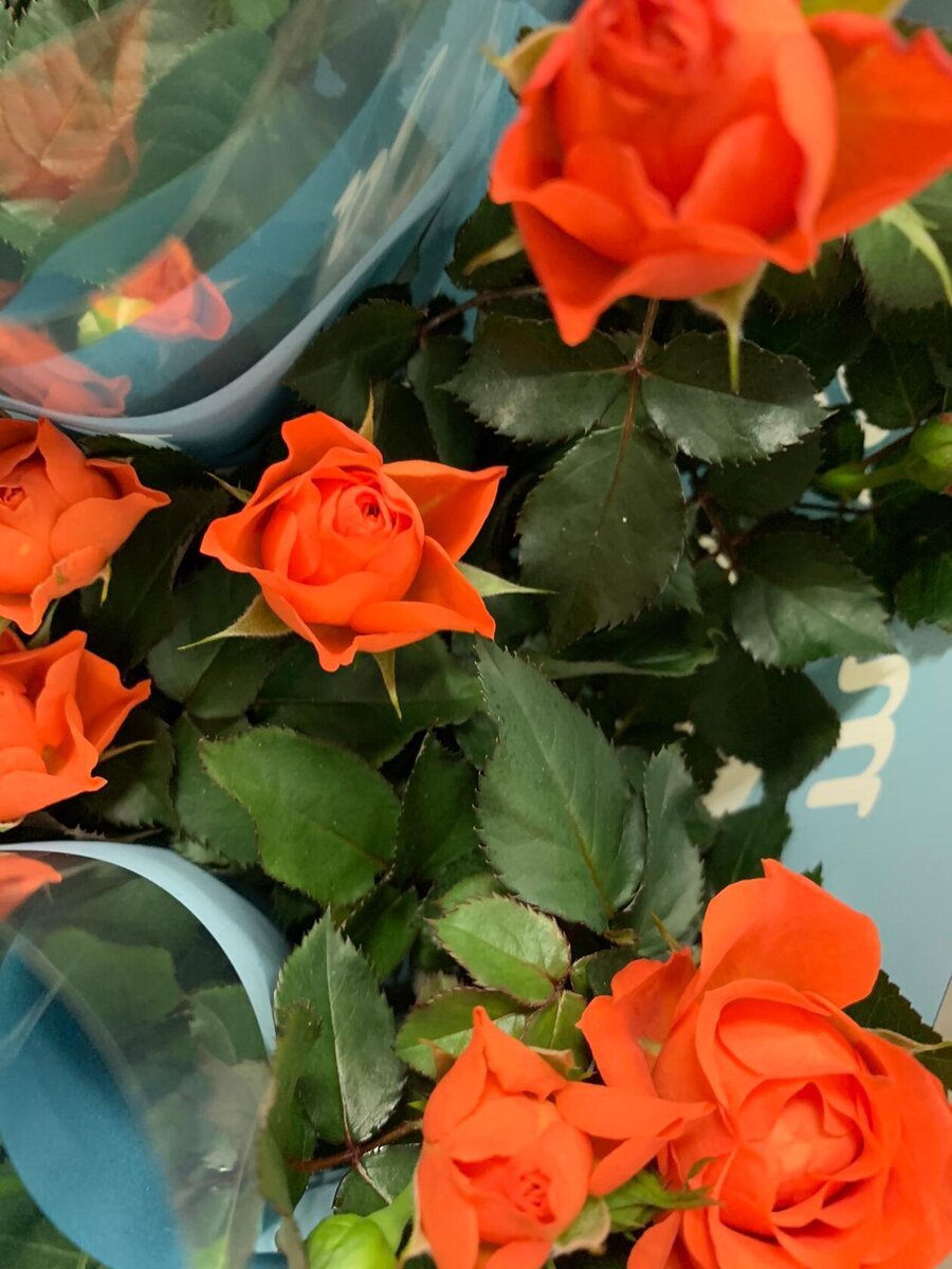 Красавица горшечная роза