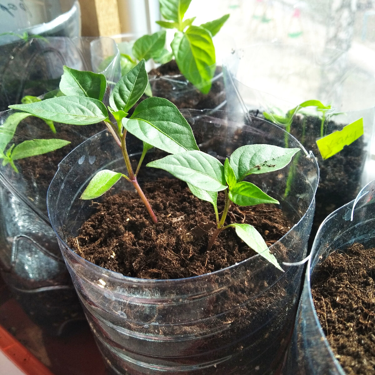 острый перец