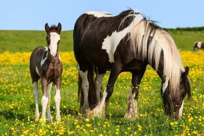 Кобыла породы кросс-тинкер с жеребенком