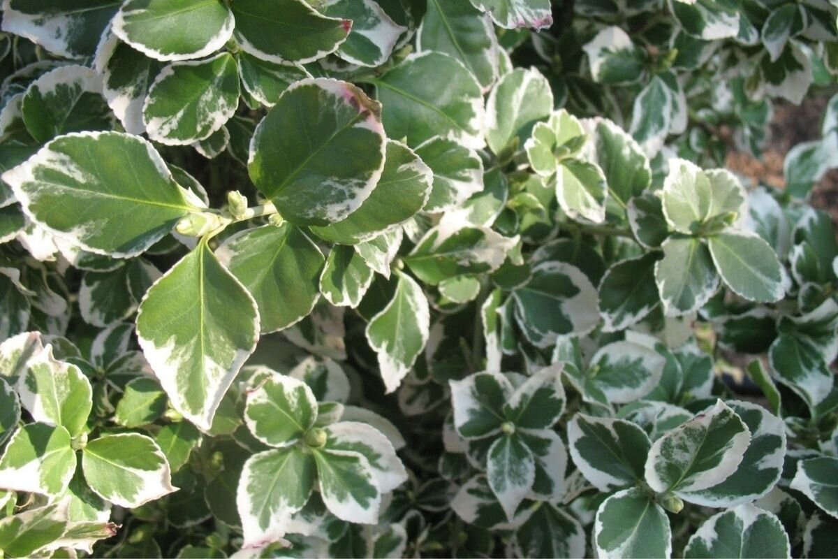 Бересклет Форчуна Emerald Gaiety