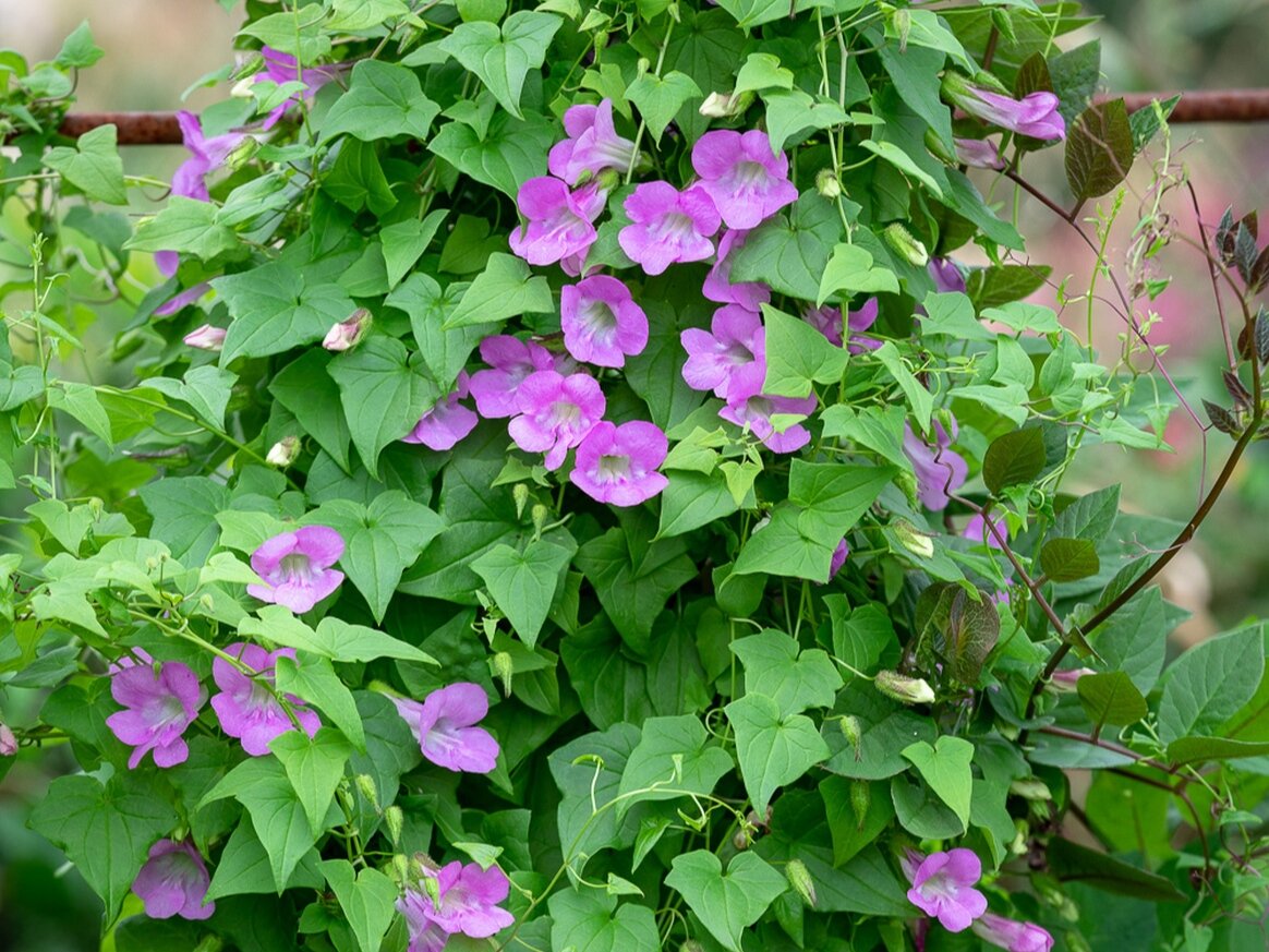 Азарина лазающая. Фото: sarahraven.com