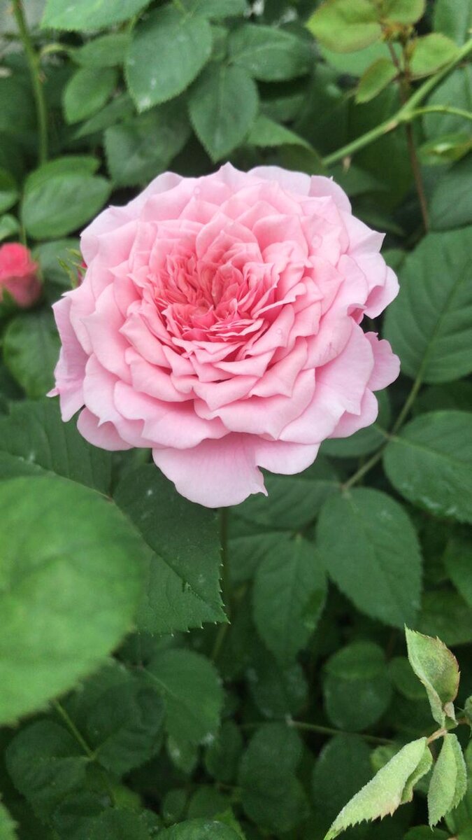 Полный роспуск Уильяма Кристи, в теплице розы быстрее начинают и заканчивают свое цветение.