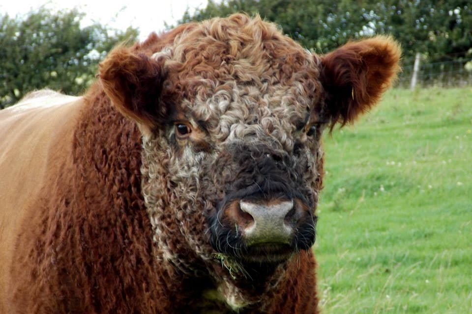 Когда сделала химическую завивку и ни о чем не жалеешь.