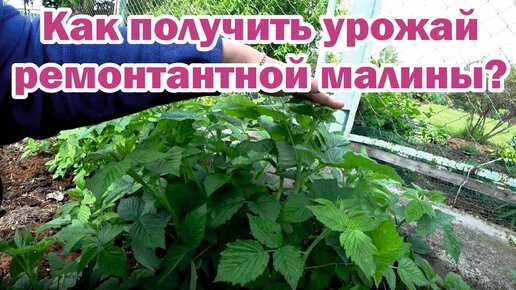 Как получить урожай ремонтантной малины?