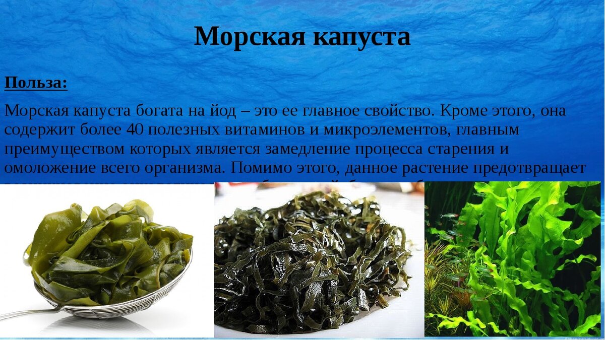 Как сушить морскую капусту