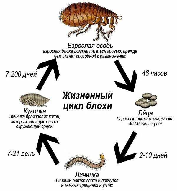 Энциклопедия кино-Эротические фильмы