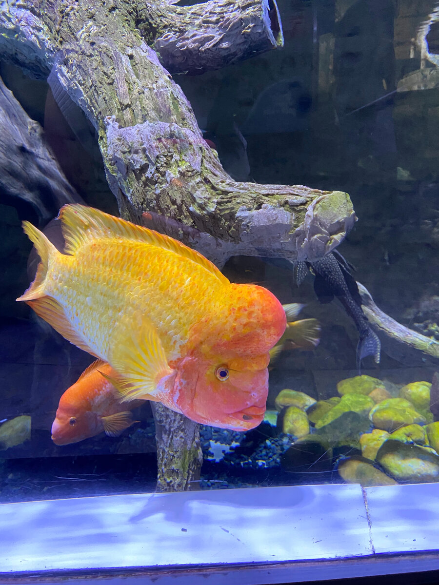 Аквариум, Дубаи