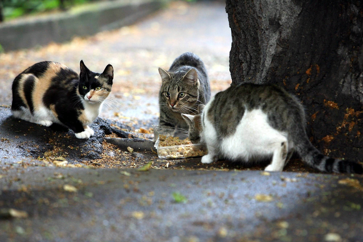 🐱Чем кормить бездомных кошек? Бюджетные варианты | Нос, хвост, лапы | Дзен