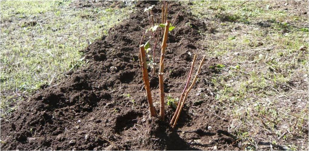 Саженцы малины