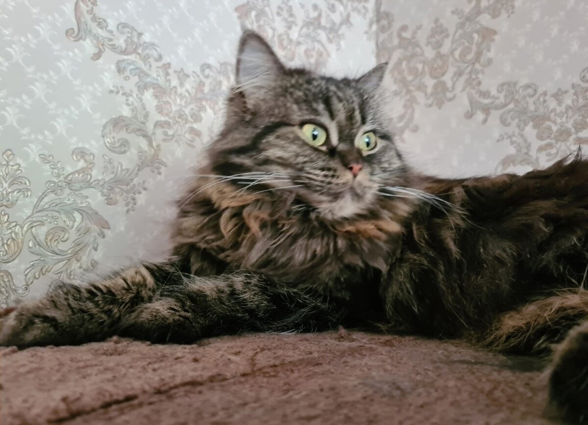 Нинель
