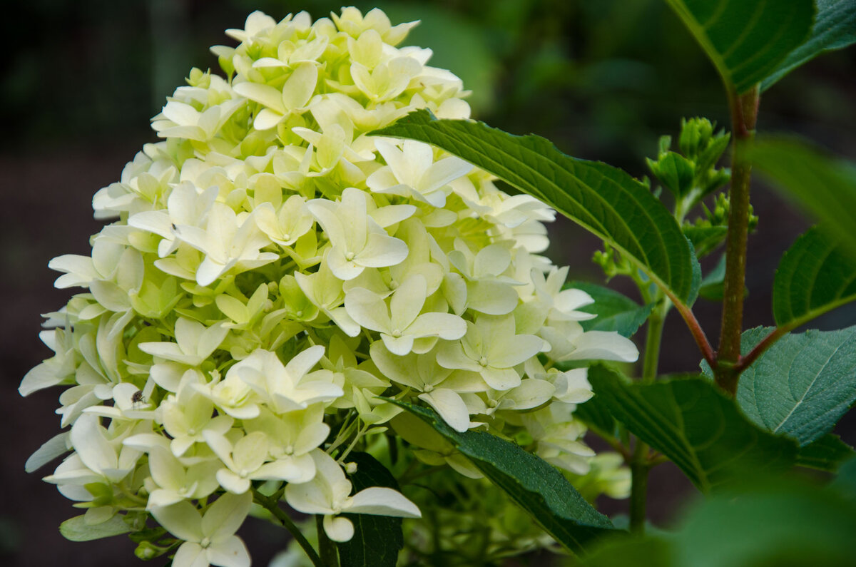 Цветущая гортензия Скайфол. Фото Зеленой Стрекозы 
