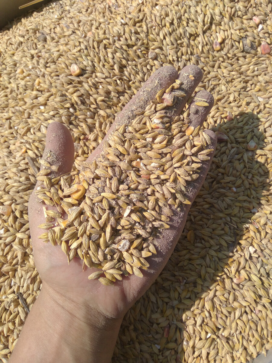 Вот такое грязное зерно: смесь земли и ячменя.