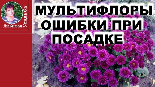 Почему мультифлоры не приживаются Главные ошибки после покупки