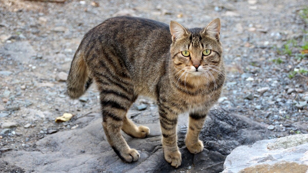     Пострадавшего кота вовремя заметили и забрали прохожие.
