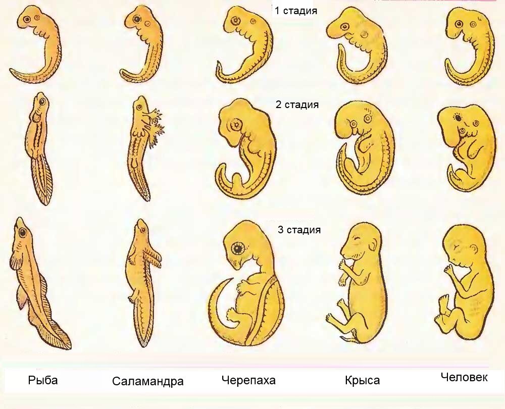 Куда у человека деваются жабры и хвост? | Сказки юного биолога | Дзен