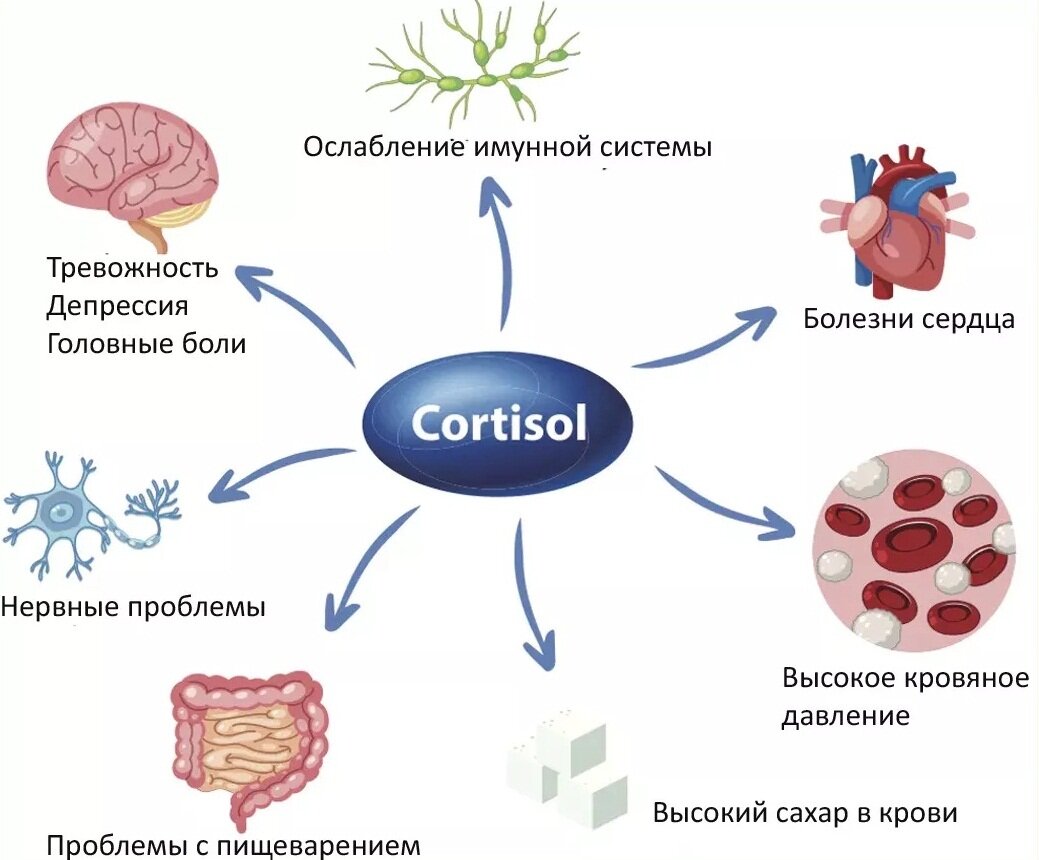 гормон кортизол и его влияние на организм человека