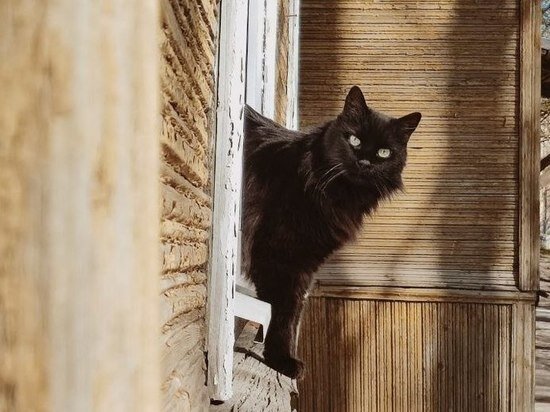     При болезни кошка может начать прятаться в укромных местах. Фото: МК в Питере