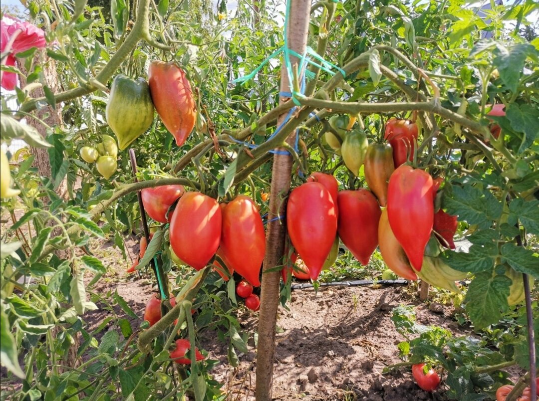 Длинноплодные томаты сорта