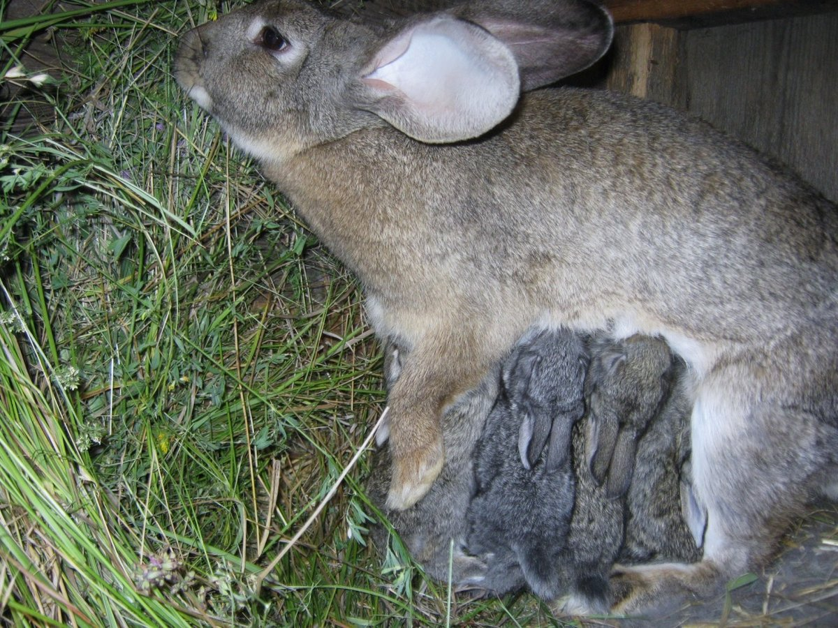 Самка кролика сколько потомства