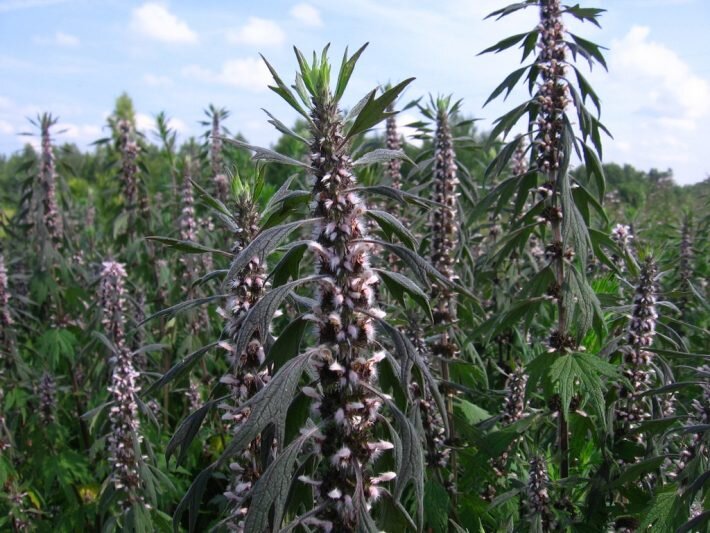 Пустырник оказывает полезное действие на нервную и сердечно-сосудистую системы