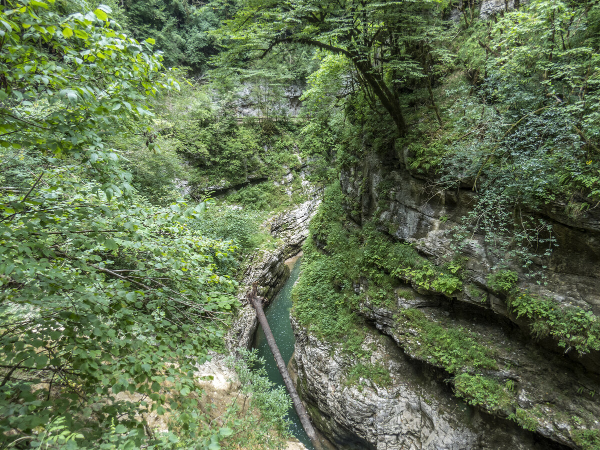 Самшит Гуамское ущелье