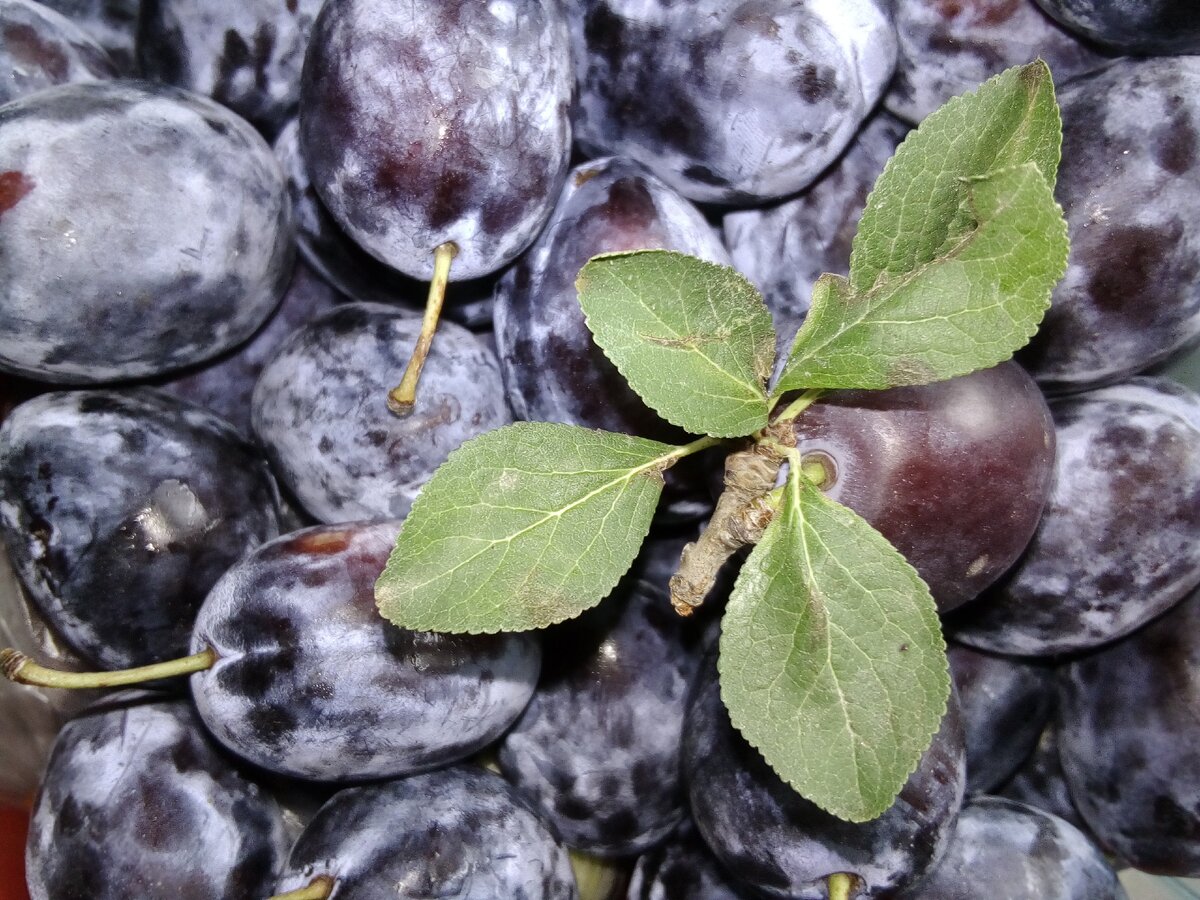 Сезон слив в самом разгаре! Вот оно счастье! 