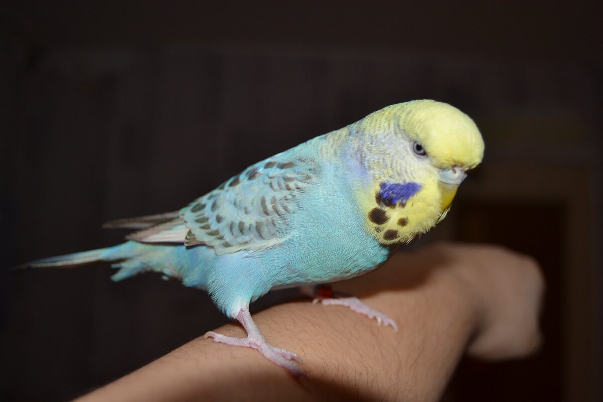 Выставочный Волнистый попугай (ВВП, Чех). Наша племенная девочка