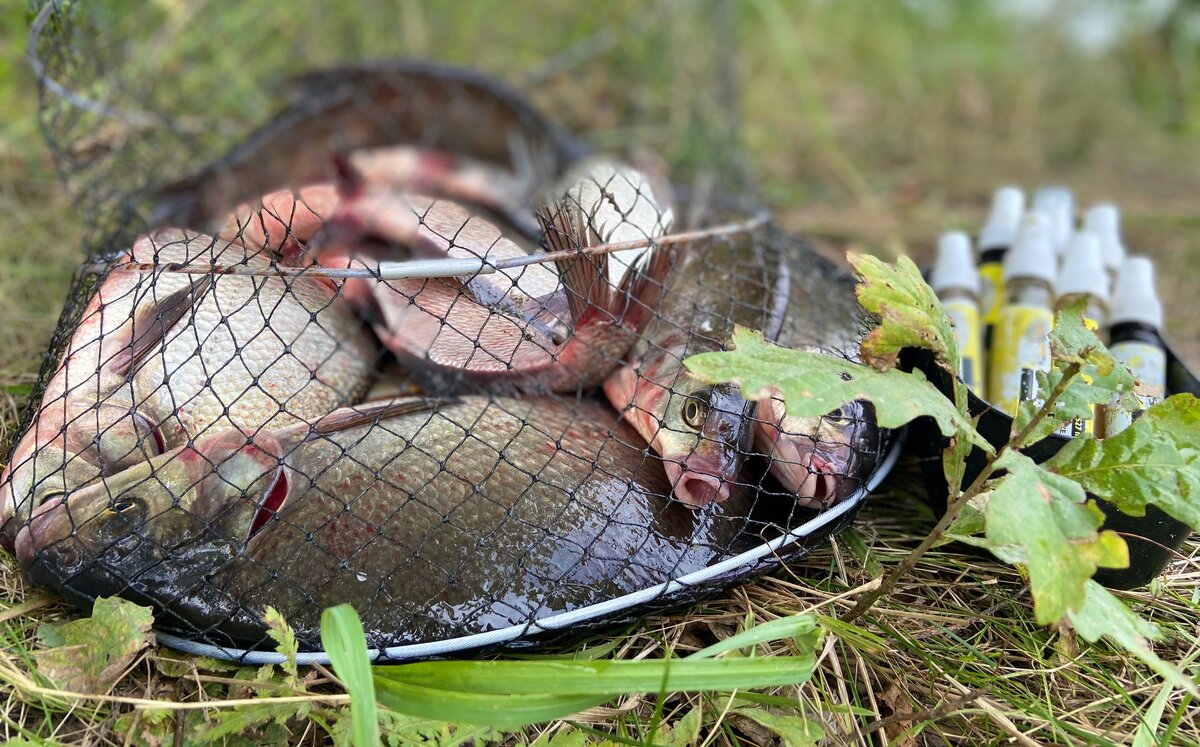 Алексей Ильинский (Rattler iBeLk)