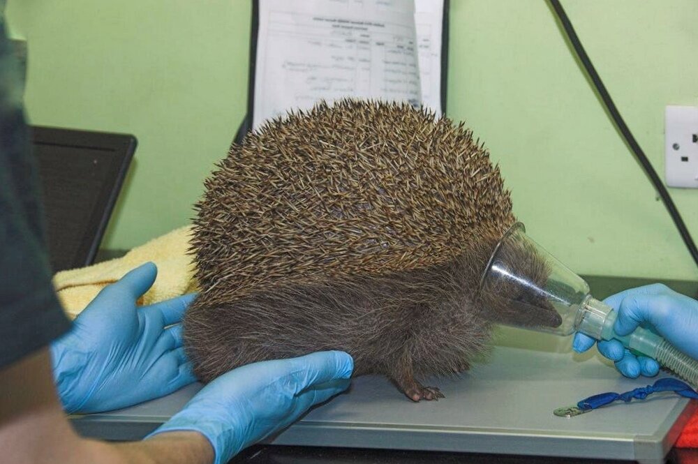 Например, этого ёжика сбило машиной. Повредилось лёгкое и воздух заполнил его изнутри. Поэтому он так надулся.