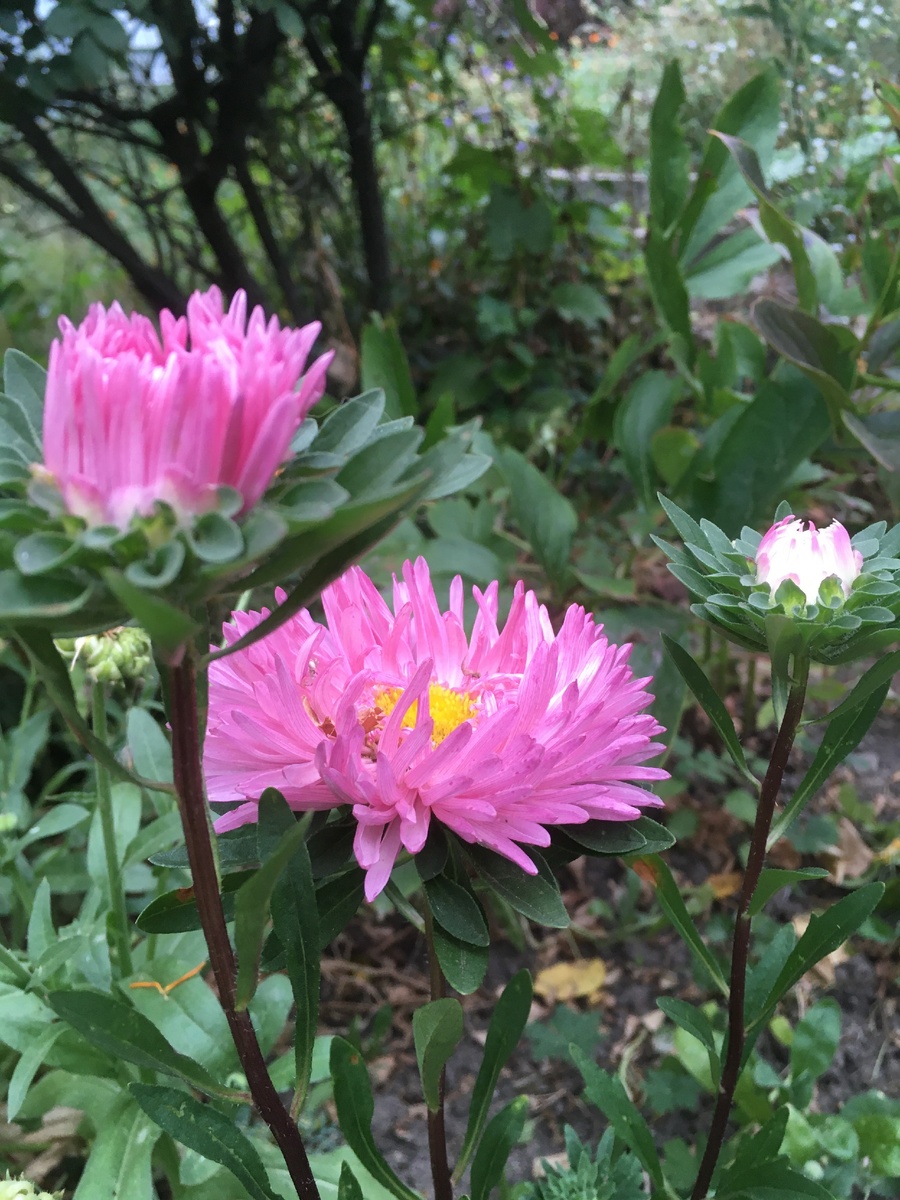 Фото автора. Почему астры? В моём детстве самые популярные букеты к 1 сентября были именно из них)