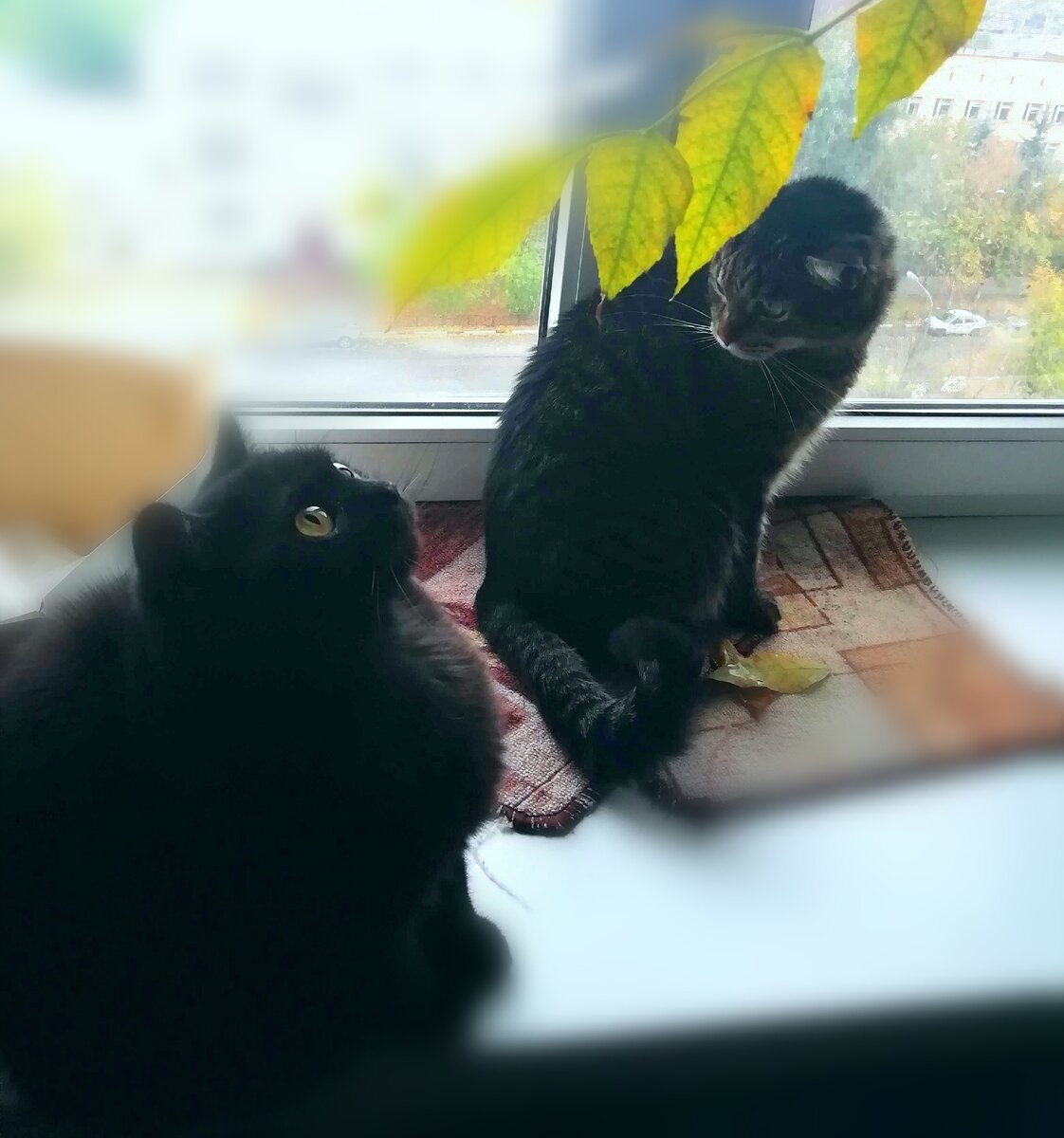 Вообще Кошкинья любит давать сдачу, но тут она немного испугалась веточки