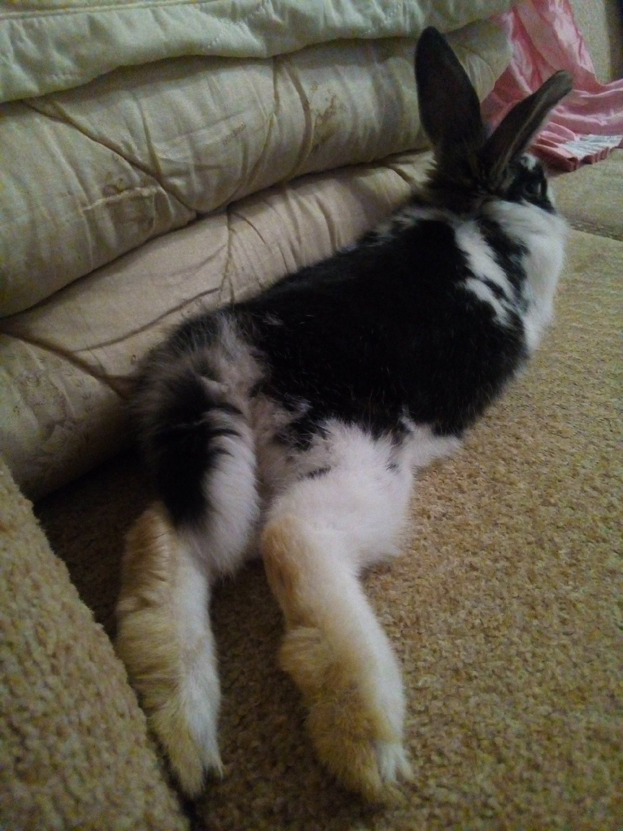 Макарошка в юности. Очень любила отдых на диване =)