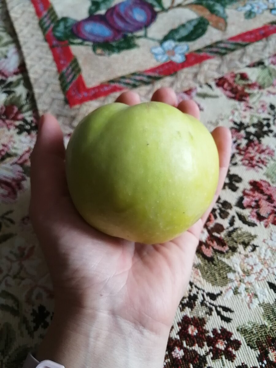Вот такие яблочки с кулак у нас выросли
