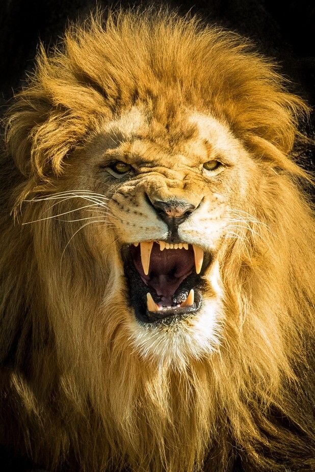 Добрый человек тоже может быть беспощадным. Фото из общедоступной сети Интернет