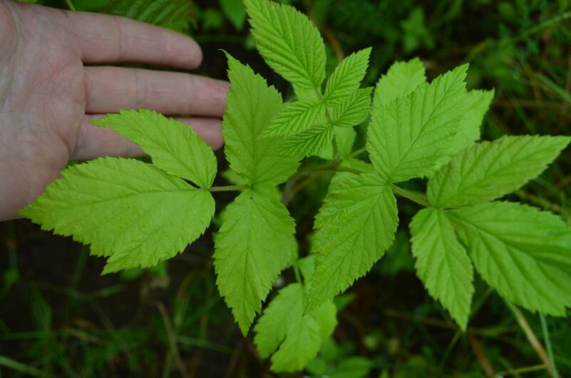 Недостаток элементов питания.