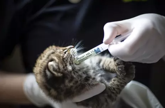 Амурские лесные коты достигают 90 см. в длину и 8 кг веса. Фото: Annika Sorjonen / Korkeasaari Zoo
