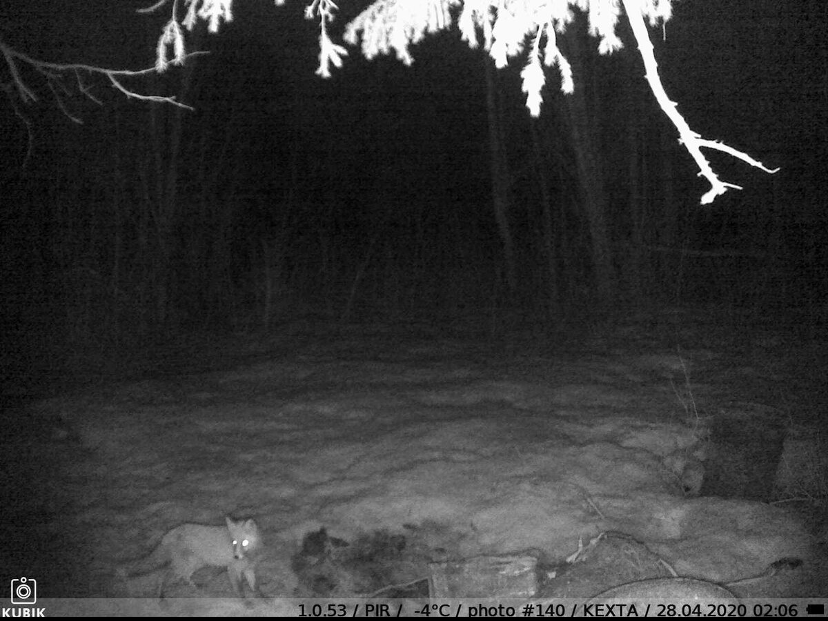 Пример действия PIR-сенсора фотоловушки KUBIK— ночные сработки
