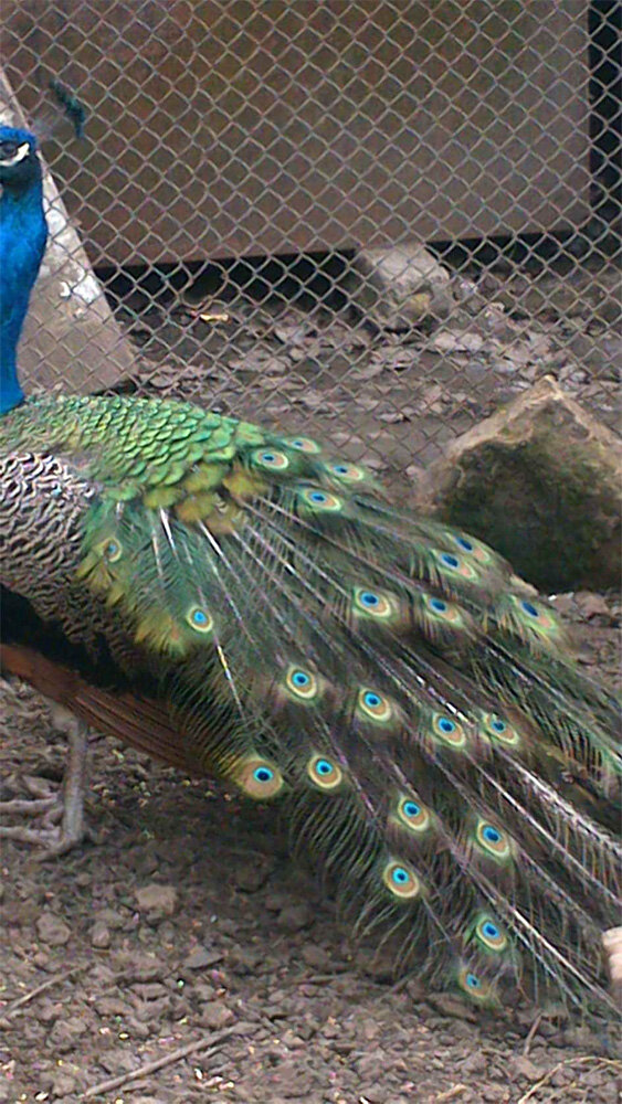 Это фото от Романа Стешенко. Когда я к нему приезжал, павлины линяли и красивых хвостов не было.