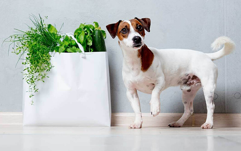 Организм хищников предъявляет весьма специфические требования к питательным веществам. Фото darwinspet.com