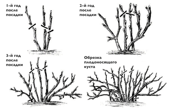 Коллаж: Дачный труженик