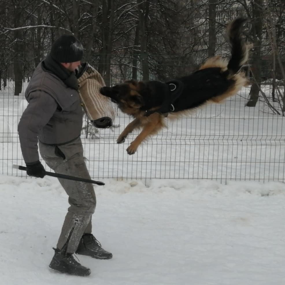 Служебные собаки и по сей день творят чудеса, но как было раньше? https://vk.com/photo17429270_457251943?rev=1